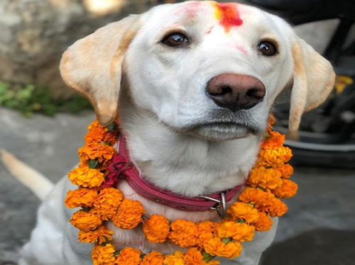 Tihar Festival in Nepal, Dog is the messenger of Yamaraj