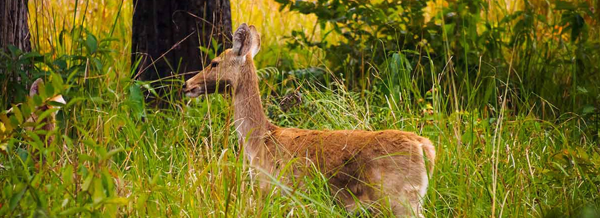 Bardiya National Park Tour (2 Nights/3 Days)