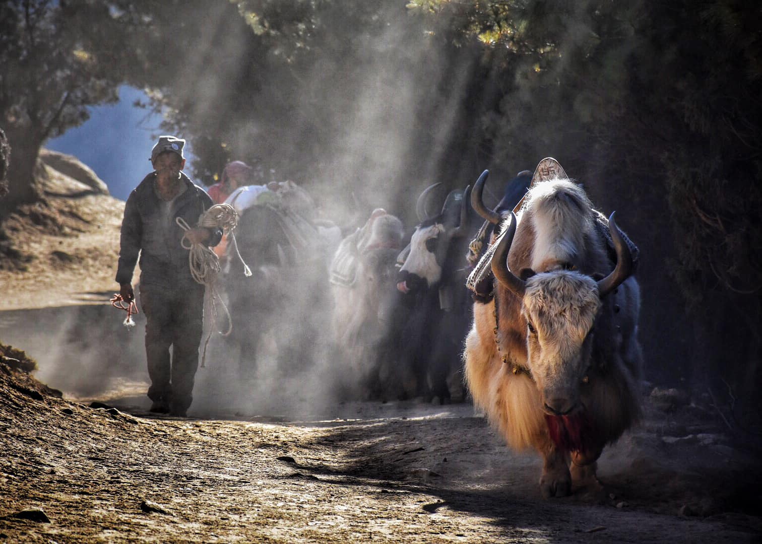 Yaks pic in Everest Base Camp Trek