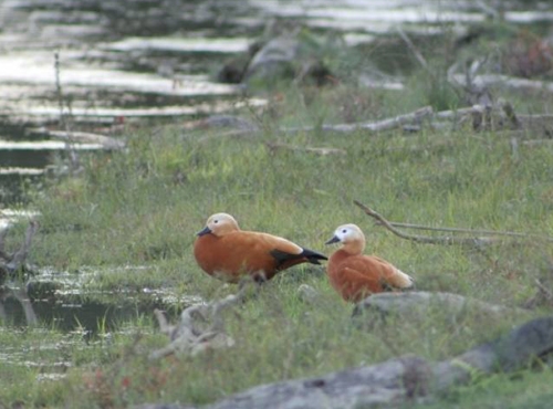 Bardiya national park (3 Nights/ 4 Days)