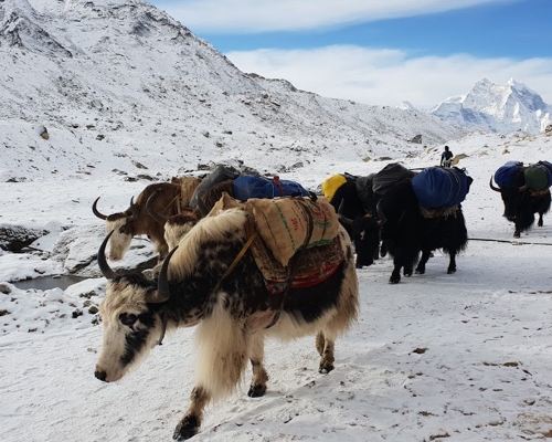Ebc Yaks Trek