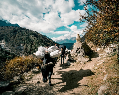 Everest Base Camp Trek Yak On Trail