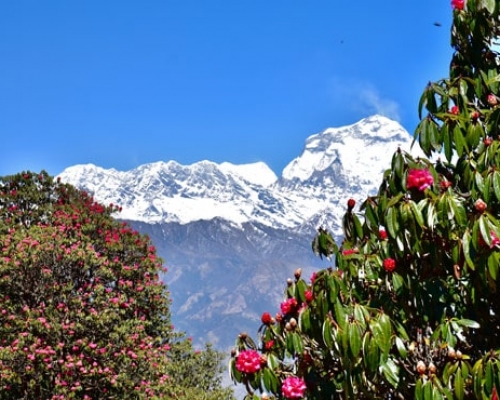 Ghorepani Trek Min ()