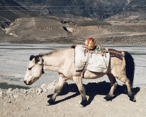 Trek Upper Mustang Min