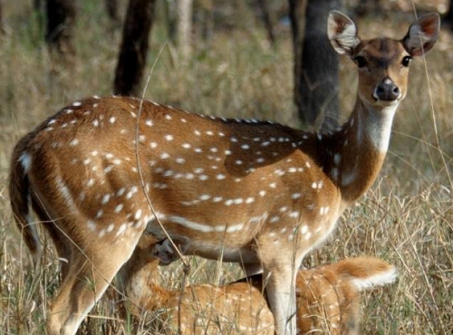 Koshi Tappu Wildlife Reserve